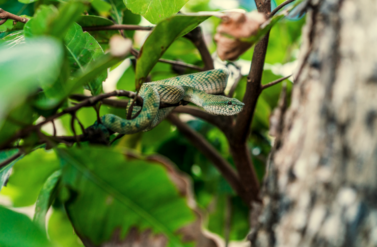 Schlangen im Garten vertreiben – Abwehr Tipps & Hausmittel