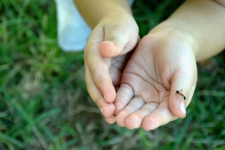 Sind Ameisenbisse für Kinder gefährlich?